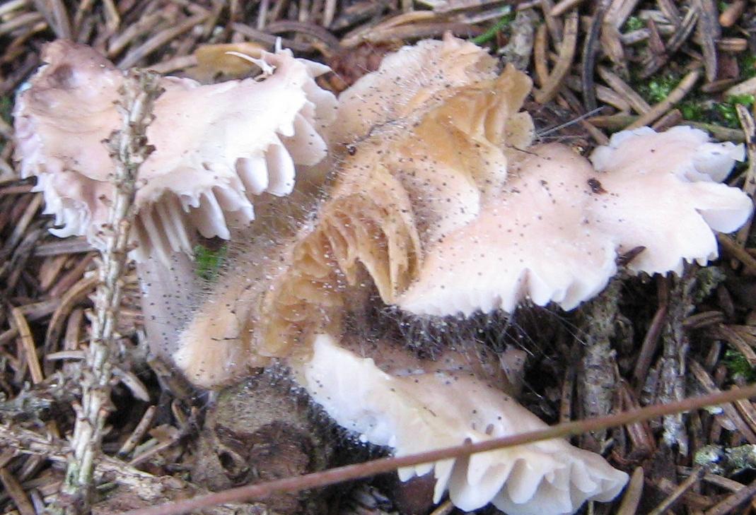 Funghi dalla Slovenia